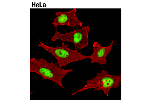 Immunofluorescence Image 2: PCNA (D3H8P) XP® Rabbit mAb (BSA and Azide Free)