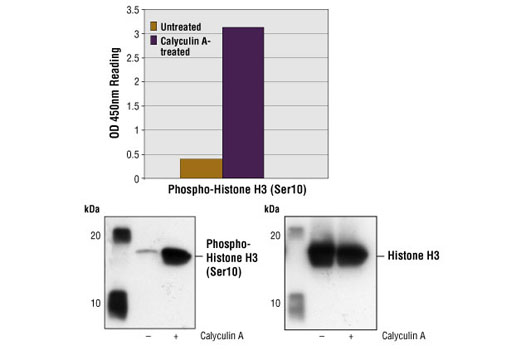  Image 1: PathScan® Phospho-Histone H3 (Ser10) Sandwich ELISA Kit