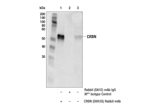 Immunoprecipitation Image 1: CRBN (D8H3S) Rabbit mAb