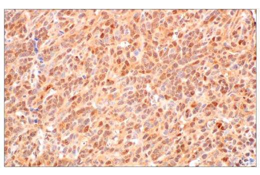 Immunohistochemistry Image 9: CRBN (D8H3S) Rabbit mAb