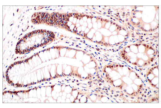 Immunohistochemistry Image 6: CRBN (D8H3S) Rabbit mAb