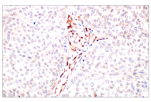 Immunohistochemistry Image 4: CRBN (D8H3S) Rabbit mAb