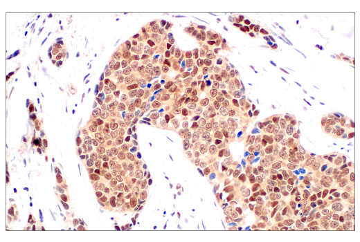 Immunohistochemistry Image 3: CRBN (D8H3S) Rabbit mAb