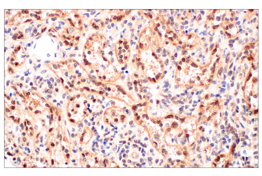 Immunohistochemistry Image 7: CRBN (D8H3S) Rabbit mAb