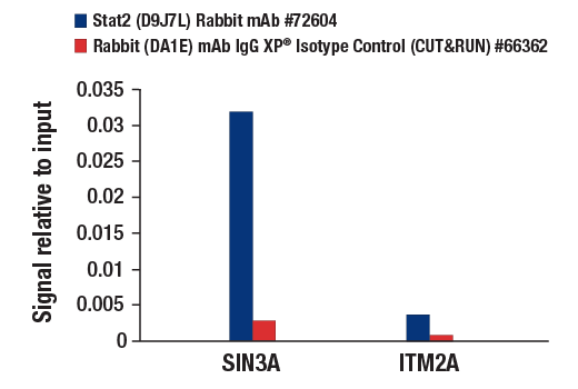  Image 29: IFN (Type I/III) Signaling Pathway Antibody Sampler Kit