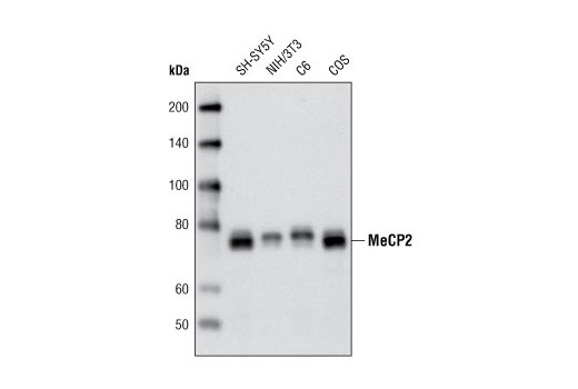 Western Blotting Image 1: MeCP2 (D4F3) XP® Rabbit mAb (BSA and Azide Free)