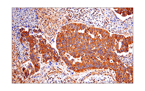  Image 33: Apoptosis/Necroptosis Antibody Sampler Kit II