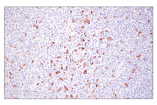 Immunohistochemistry Image 2: FcγRIV (E8I7C) Rabbit mAb