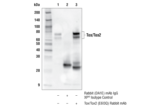 Immunoprecipitation Image 1: Tox/Tox2 (E6I3Q) Rabbit mAb