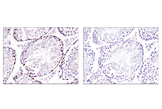 Immunohistochemistry Image 7: Sox9 (D8G8H) Rabbit mAb (BSA and Azide Free)