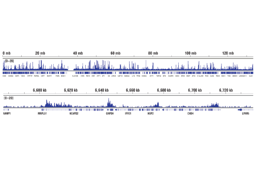 Chromatin Immunoprecipitation Image 2: Tri-Methyl-Histone H3 (Lys79) (E8B3M) Rabbit mAb
