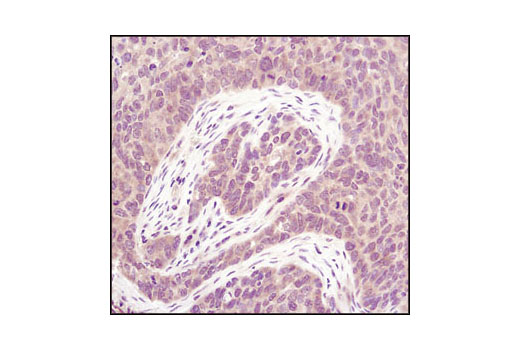 Immunohistochemistry Image 1: PP2A A Subunit (81G5) Rabbit mAb (BSA and Azide Free)