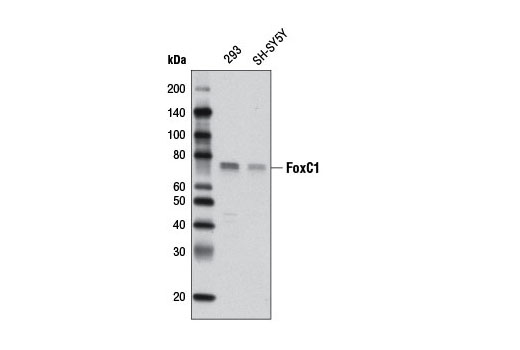 Western Blotting Image 1: FoxC1 Antibody