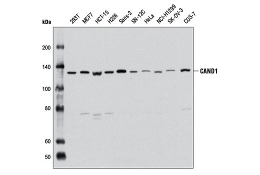 Western Blotting Image 1: CAND1 Antibody
