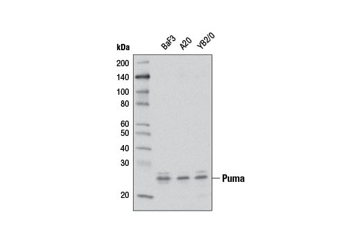 Western Blotting Image 1: Puma Antibody (Rodent Specific)