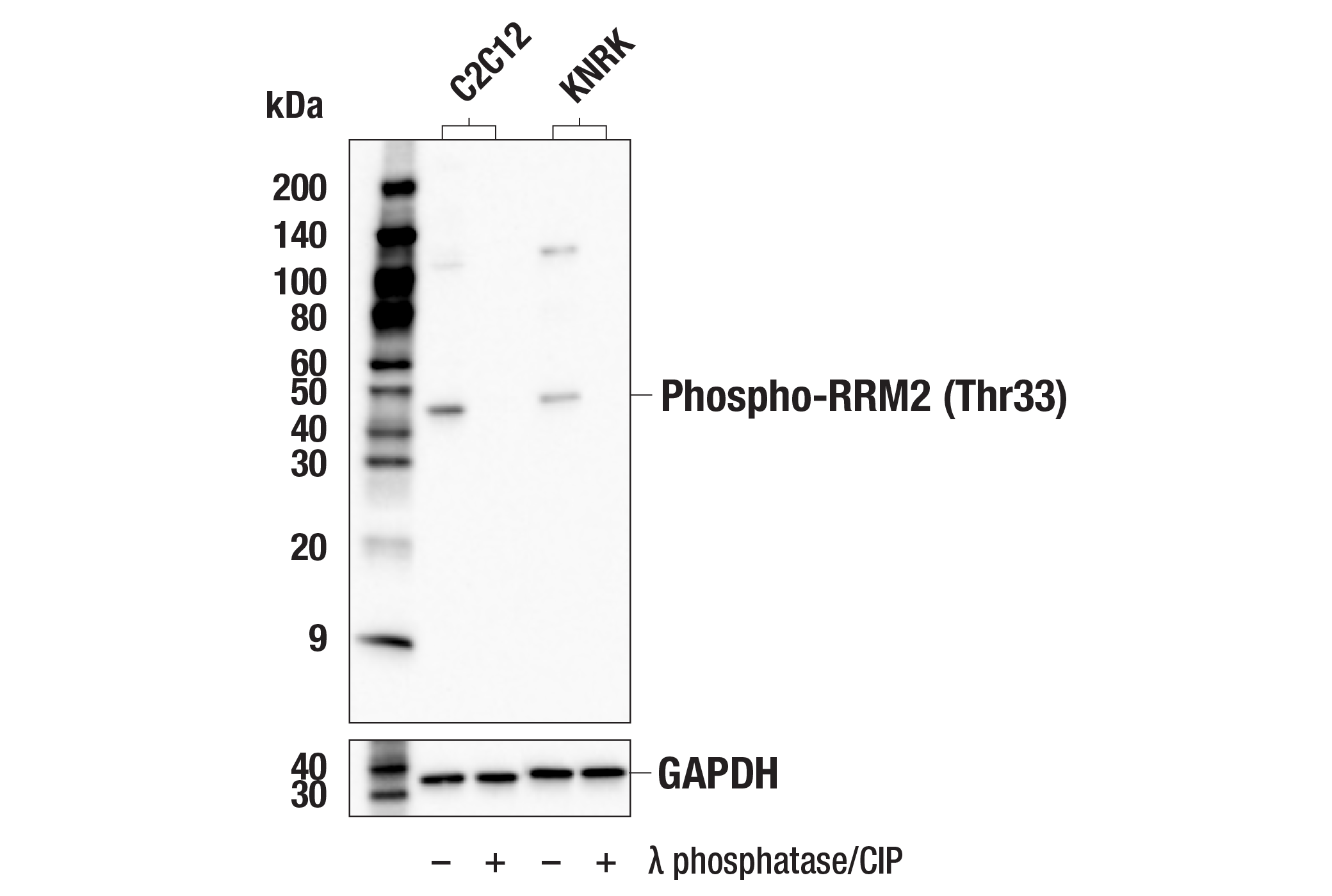 Western Blotting Image 2: Phospho-RRM2 (Thr33) Antibody