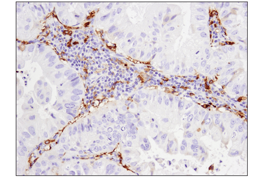 Immunohistochemistry Image 3: CD14 (D7A2T) Rabbit mAb (IHC Formulated)
