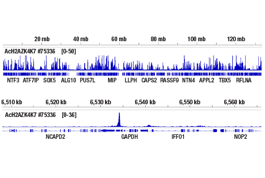 Chromatin Immunoprecipitation Image 2: Acetyl-Histone H2A.Z (Lys4/Lys7) (D3V1I) Rabbit mAb