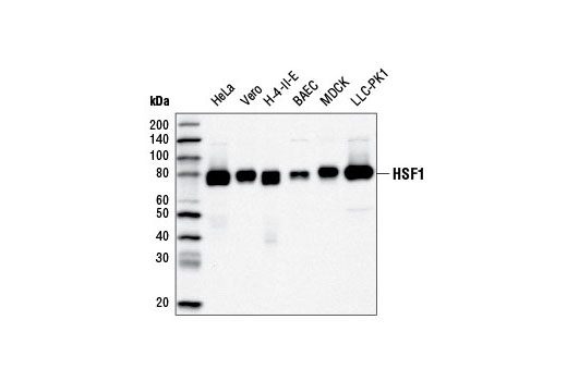 Western Blotting Image 1: HSF1 (D3L8I) Rabbit mAb (BSA and Azide Free)