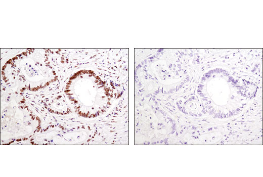 Immunohistochemistry Image 2: HSF1 (D3L8I) Rabbit mAb (BSA and Azide Free)