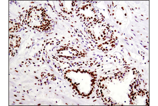 Immunohistochemistry Image 3: HSF1 (D3L8I) Rabbit mAb (BSA and Azide Free)