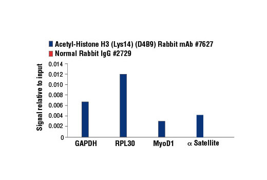 Chromatin Immunoprecipitation Image 3: Acetyl-Histone H3 (Lys14) (D4B9) Rabbit mAb