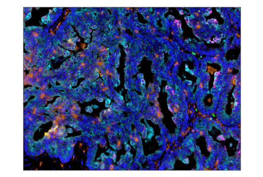  Image 50: Human Immune Cell Phenotyping IHC Antibody Sampler Kit