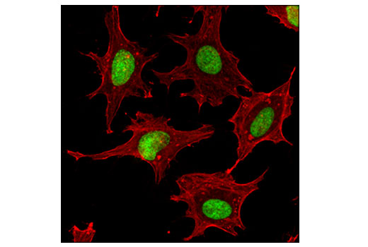 Immunofluorescence Image 1: Mono-Methyl-Histone H3 (Lys36) (D9J1D) Rabbit mAb (BSA and Azide Free)