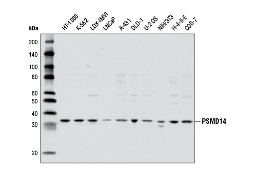 Western Blotting Image 1: PSMD14 Antibody