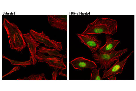Immunofluorescence Image 1: IRF-9 (D2T8M) Rabbit mAb