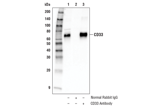 Immunoprecipitation Image 1: CD33 Antibody