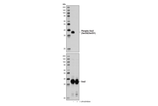 Western Blotting Image 1: Phospho-Sox2 (Ser250/Ser251) Antibody