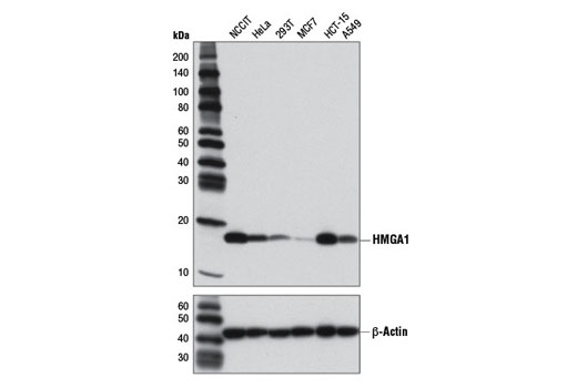  Image 5: High Mobility Group (HMG) Proteins Antibody Sampler Kit