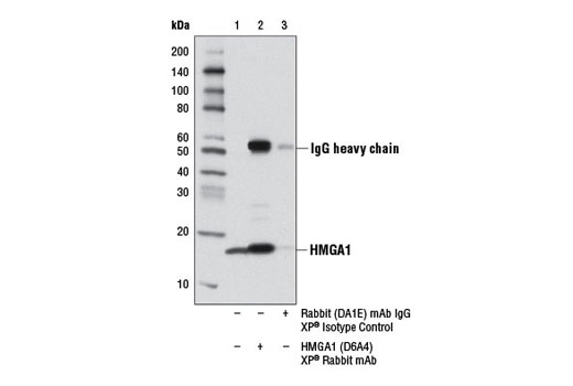 Immunoprecipitation Image 1: HMGA1 (D6A4) XP® Rabbit mAb
