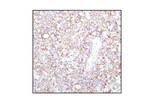 Immunohistochemistry Image 1: CD44 (156-3C11) Mouse mAb (BSA and Azide Free)