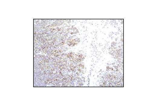 Immunohistochemistry Image 2: CD44 (156-3C11) Mouse mAb (BSA and Azide Free)