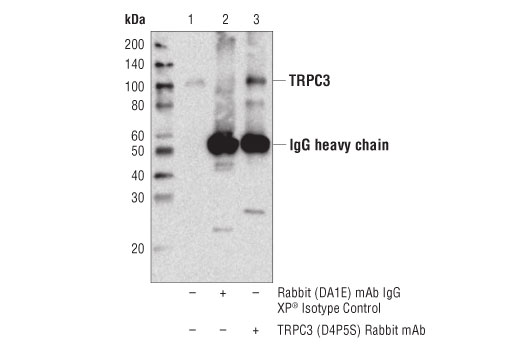 Immunoprecipitation Image 1: TRPC3 (D4P5S) Rabbit mAb
