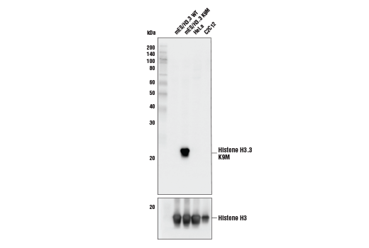 Western Blotting Image 1: Histone H3 (K9M Mutant Specific) Antibody
