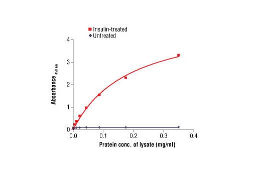  Image 1: PathScan® Phospho-Insulin Receptor β (Tyr1345) Sandwich ELISA Antibody Pair