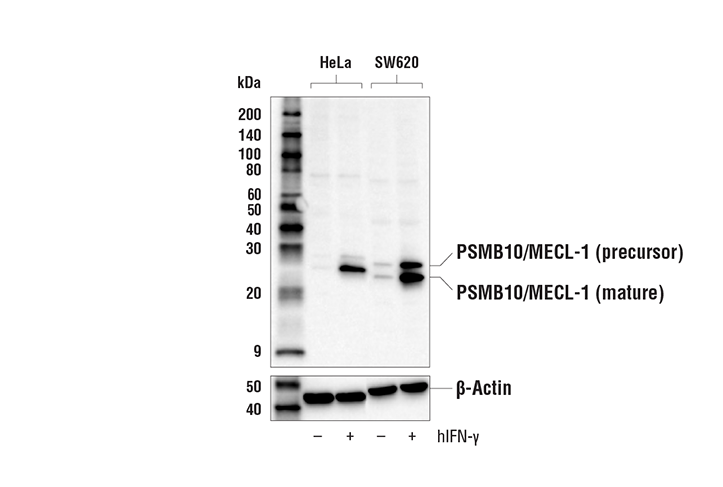 Western Blotting Image 1: PSMB10/MECL-1 Antibody