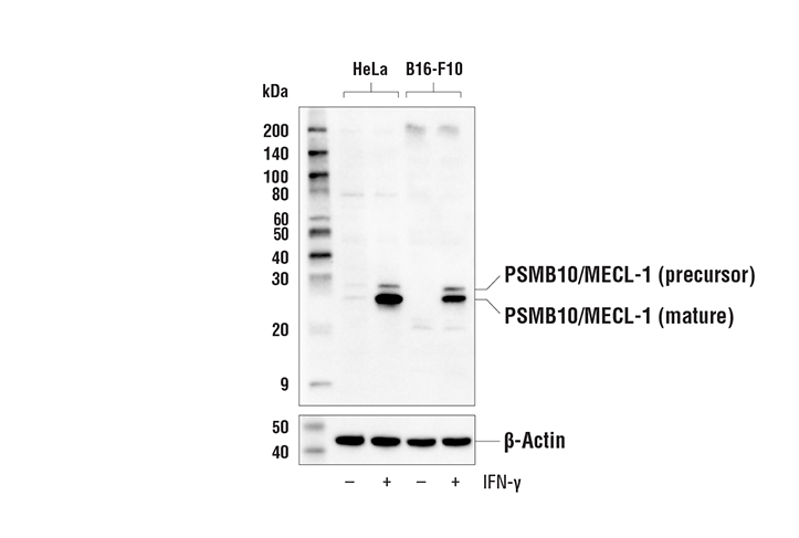 Western Blotting Image 2: PSMB10/MECL-1 Antibody