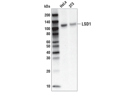 Western Blotting Image 1: LSD1 (C69G12) Rabbit mAb (Biotinylated)