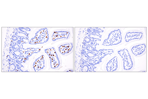  Image 50: Mouse Immune Cell Phenotyping IHC Antibody Sampler Kit