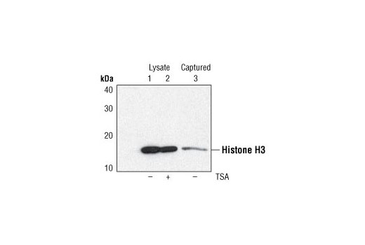  Image 3: PathScan® Tri-Methyl-Histone H3 (Lys27) Sandwich ELISA Kit