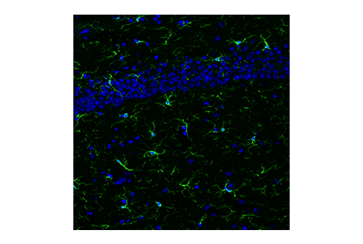 Immunofluorescence Image 4: Iba1/AIF-1 (E4O4W) XP® Rabbit mAb (BSA and Azide Free)