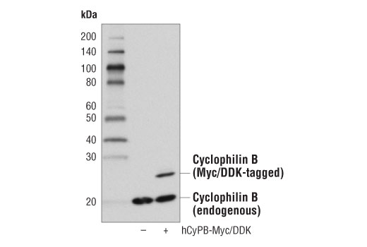 Western Blotting Image 2: Cyclophilin B Antibody