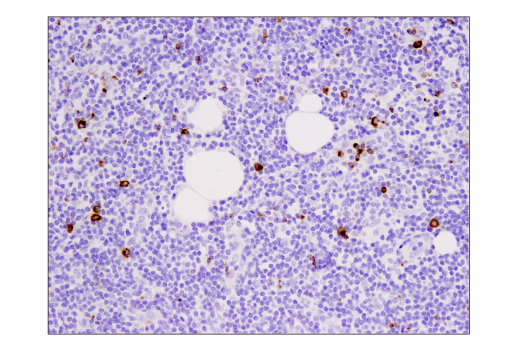 Immunohistochemistry Image 4: Granzyme B (D6E9W) Rabbit mAb (BSA and Azide Free)