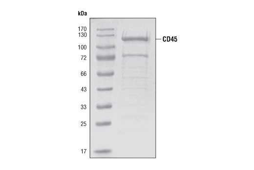  Image 2: CD45 Phosphatase