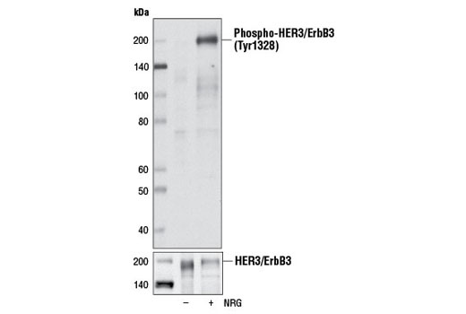 Western Blotting Image 1: Phospho-HER3/ErbB3 (Tyr1328) Antibody