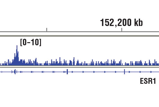 Chromatin Immunoprecipitation Image 1: SIN3A (D9D6) Rabbit mAb